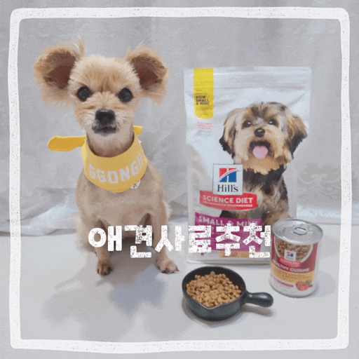  강아지사료 브랜드 안전한 힐스 스몰앤미니 요크셔테리어 애견사료 추천