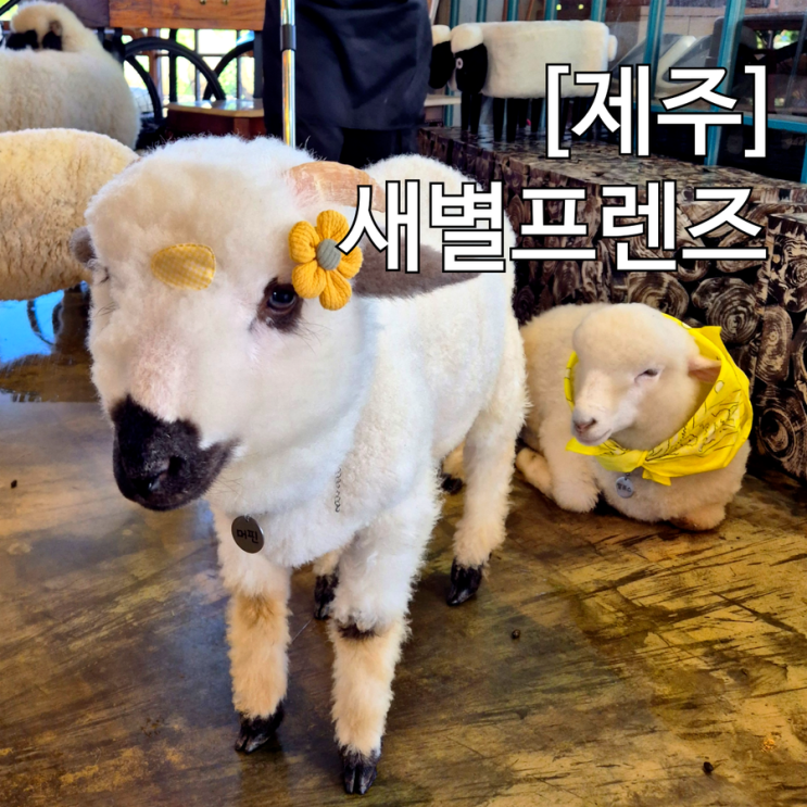  제주 아이랑 동물 체험 새별프렌즈 동물원 할인 정보