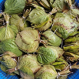 단풍 깻잎장아찌