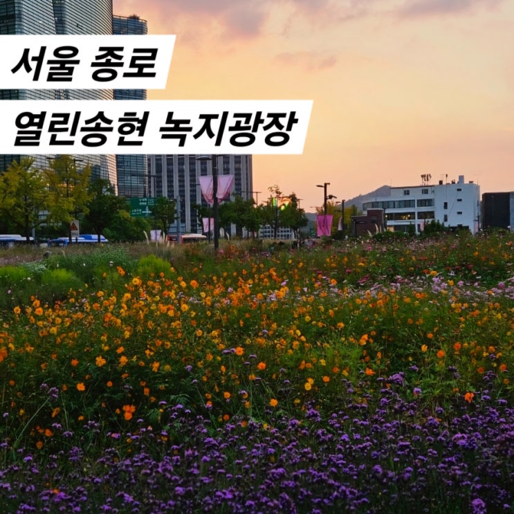  10월 서울 가을꽃 명소 열린송현 녹지광장 가는법 근처 갈만한곳