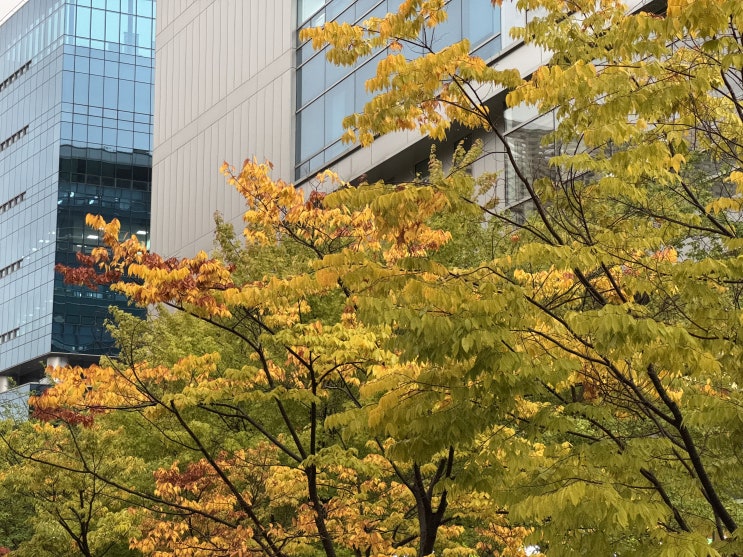  단풍이 물드는 판교
