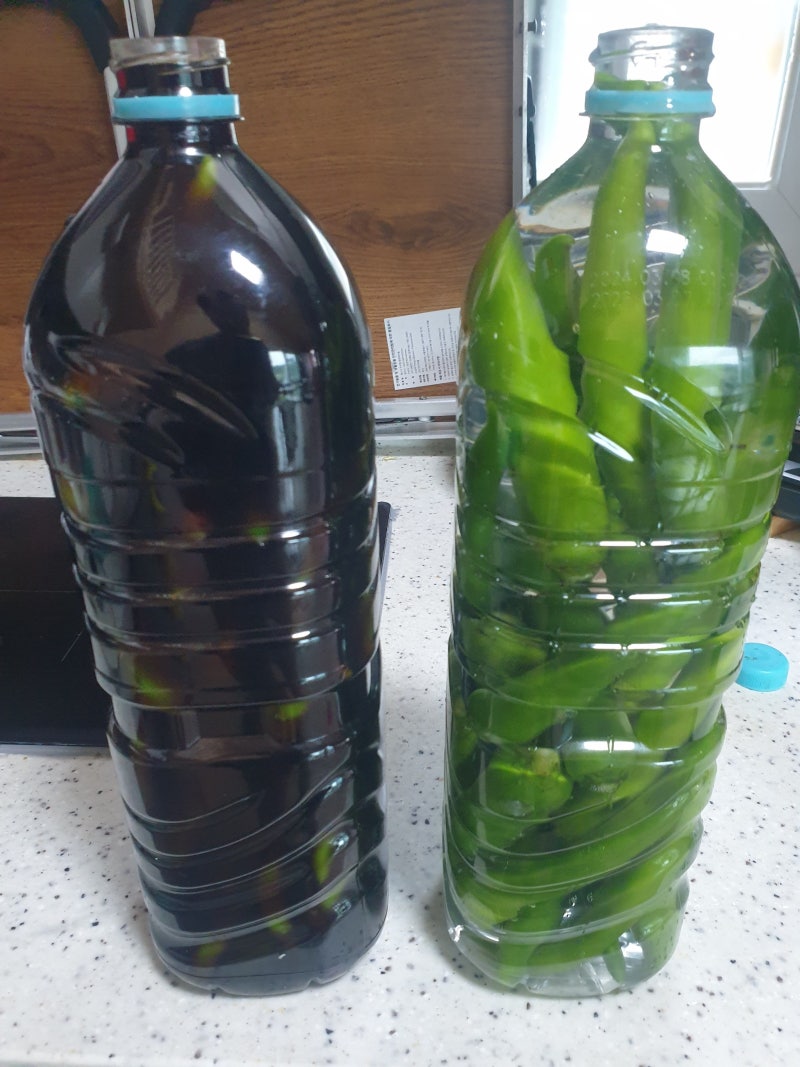 풋고추 소금물 및 간장 절이기 (241014)
