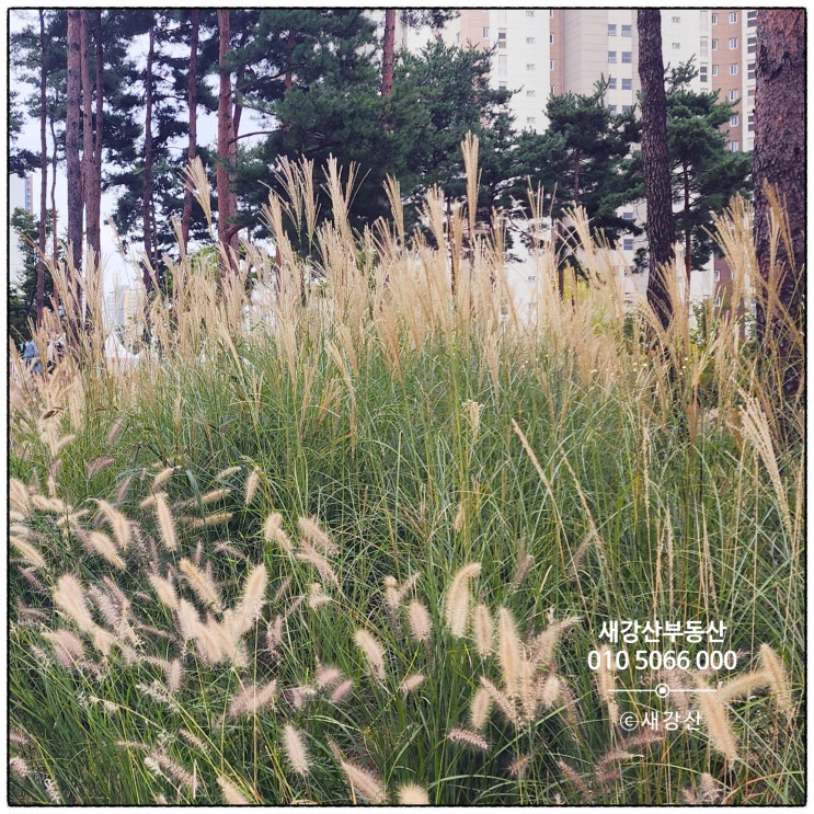  이 가을 8호선 타고 "다산중앙공원"