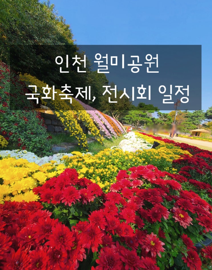  인천 월미공원 국화축제 국화전시회 월미바다열차 월미도