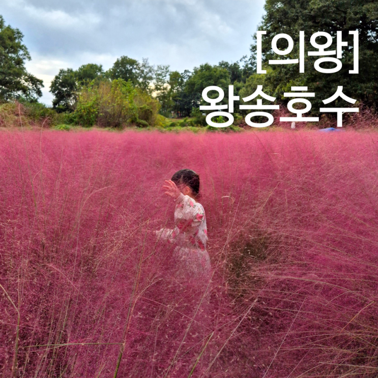  의왕 나들이 왕송호수 핑크뮬리 위치 대실망 후기 + 코스모스