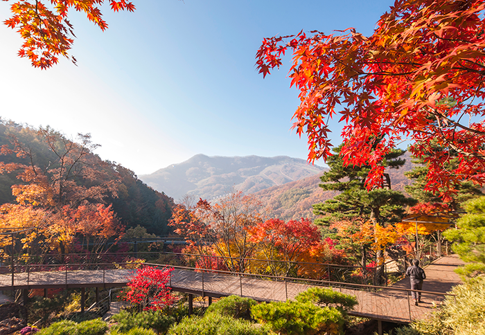  서울 근교 단풍 구경 명소, 경기도 화담숲 가을 가족여행
