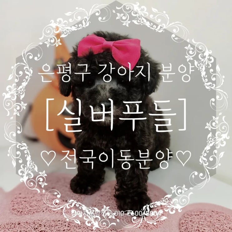  은평구 실버푸들분양 안전하고 책임감있는 아기애견에서!