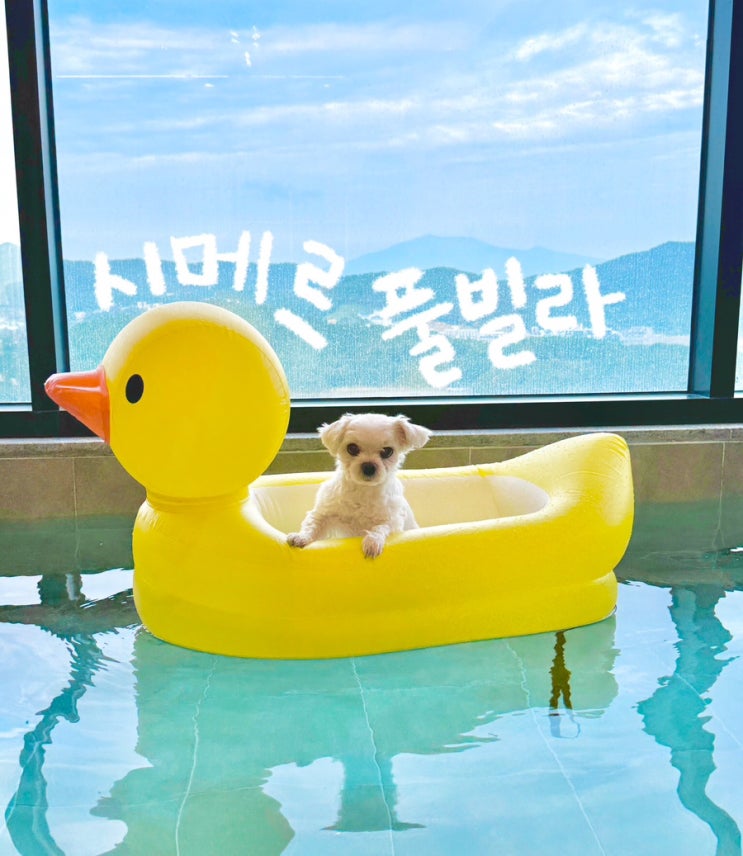  여수 돌산 여행 애견동반 오션뷰 펜션 시메르풀빌라 강력추천