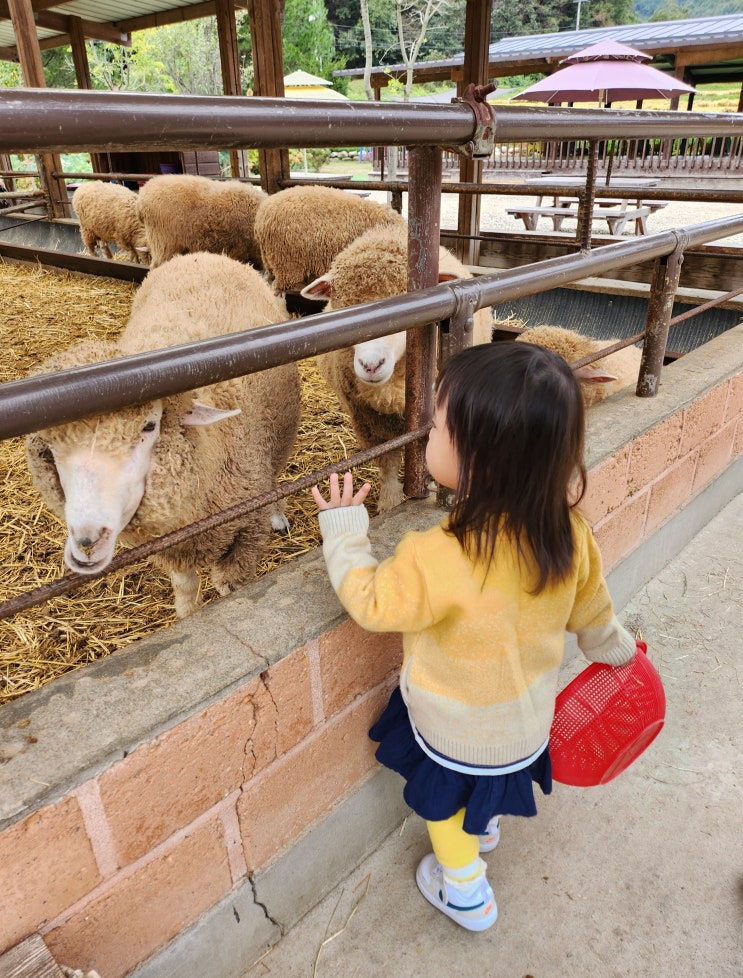  20개월 아기와 양평 양떼목장 나들이