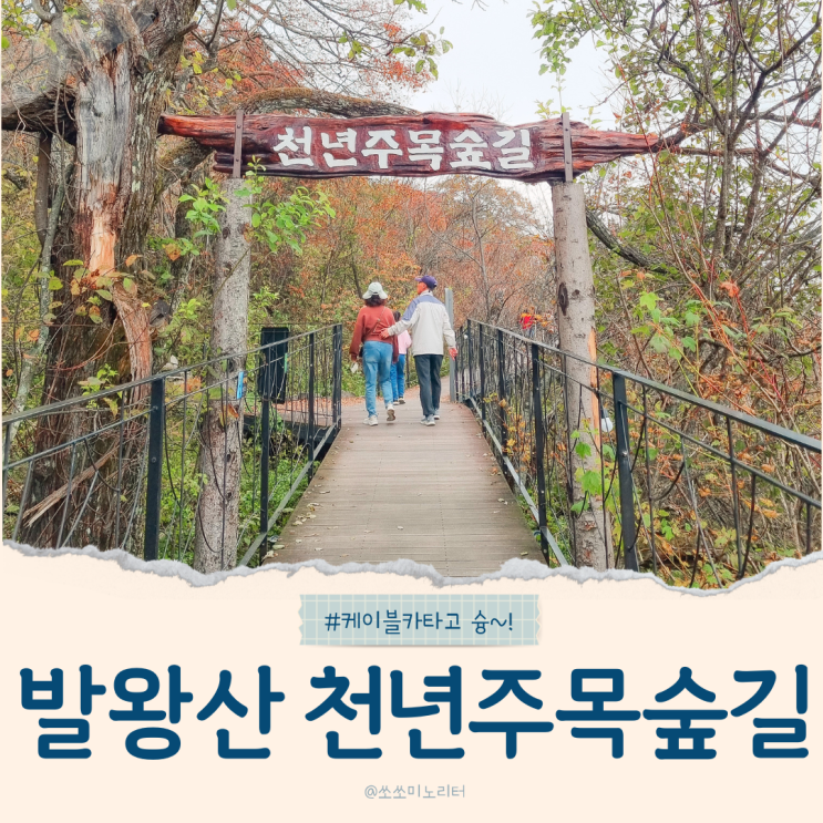  발왕산 정상 단풍명소 천년주목숲길 스탬프투어, 스카이워크