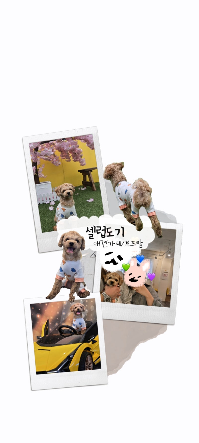 셀럽도기
