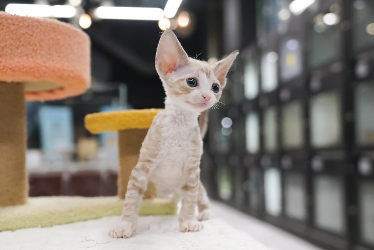  고양이 사료 토, 그 원인과 해결 방법