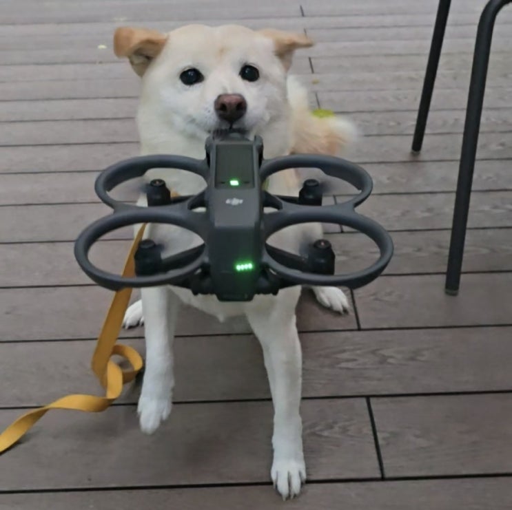  강아지 드론 촬영 ㅡ dji 아바타2 친해지길 바래