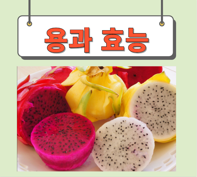  용과 효능 먹는법 완벽정리