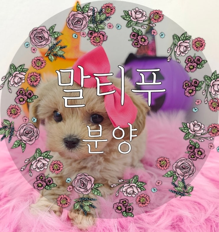  마포구강아지분양 말티푸와 매일 힐링하는 일상!