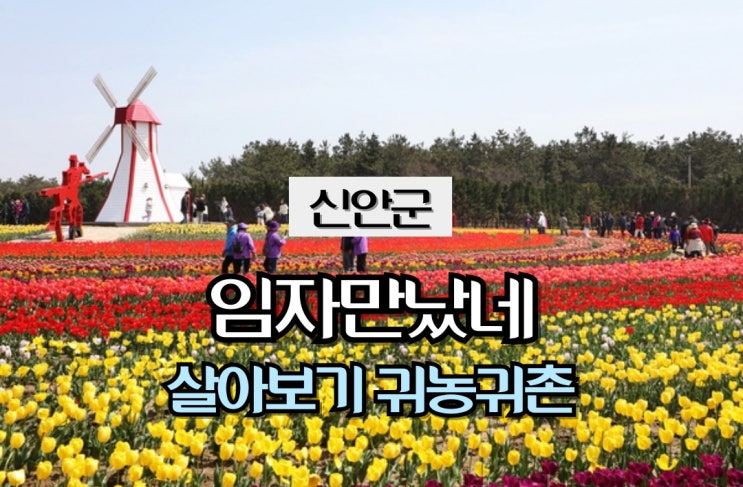  전남 신안_ 신안군 임자만났네 _살아보기 _귀농귀촌