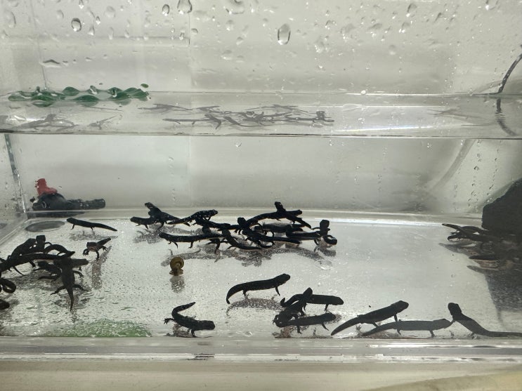  파이어벨리 뉴트 분양합니다! [Chinese fire belly newt 분양]