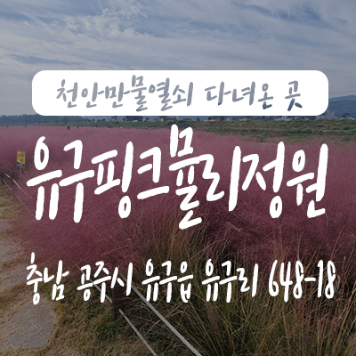  공주 유구읍 핑크뮬리 정원 주차장 안내, 레트로 감성 카페 '커피나그네' 가볼만한곳 여행팁 유구터미널 시간표(24년 최신)