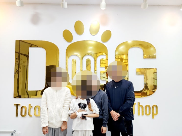  세종시 강아지분양 전문 센터 애견샵 원독/세종시 유일! 실버파티 말티푸 분양 완료, 희귀 견종의 특별한 매력