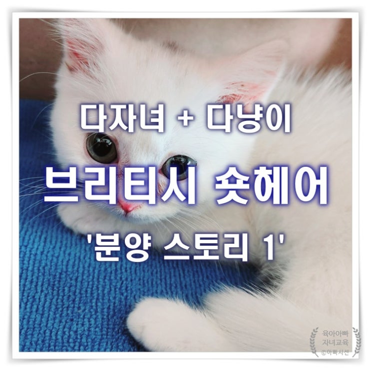  우연히, 길고양이 만남, 구조 후 분양 스토리 - 1편