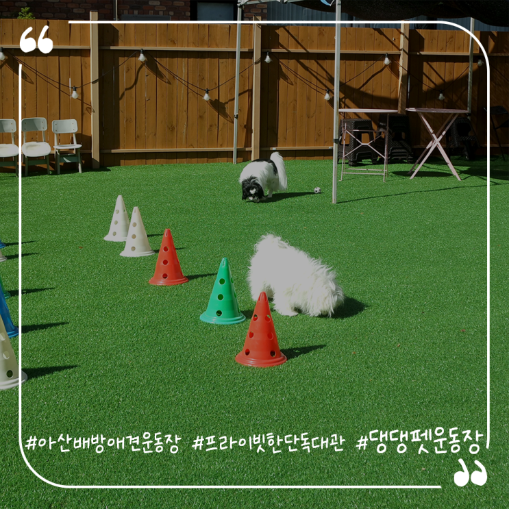  아산배방애견운동장 프라이빗한단독대관 댕댕펫운동장