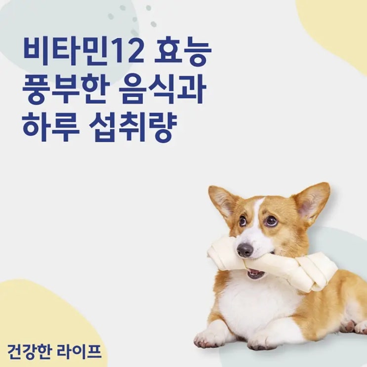 비타민12 효능, 풍부한 음식과 하루 섭취량
