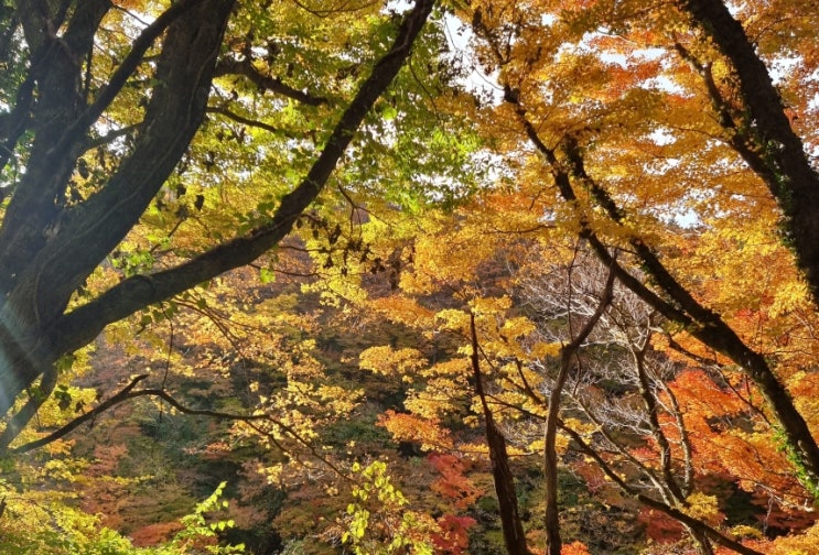 "업어서 내려오니 두 발로 귀가"...단풍철 산악 구조대 '몸살' "업어서 내려오니 두 발로 귀가"...단풍철 산악 구조대 '몸살'