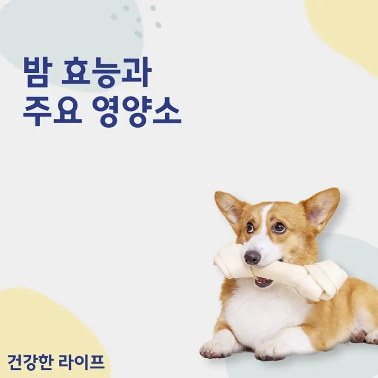  밤 효능과 주요 영양소