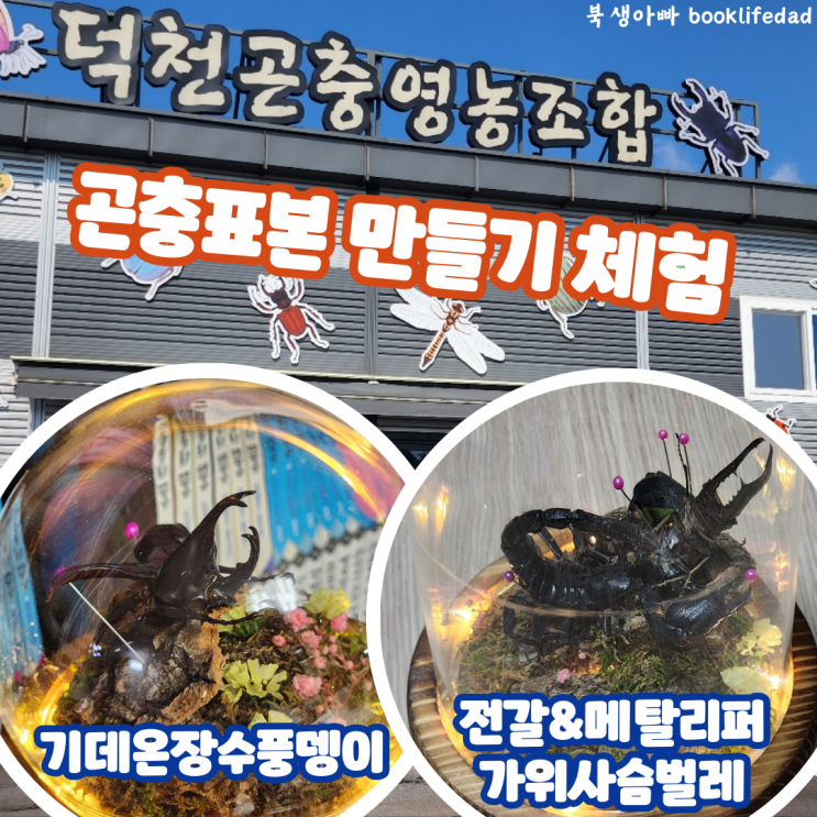  제주 덕천곤충영농조합, 곤충표본 만들기 - 전갈, 메탈리퍼가위사슴벌레, 기데온장수풍뎅이