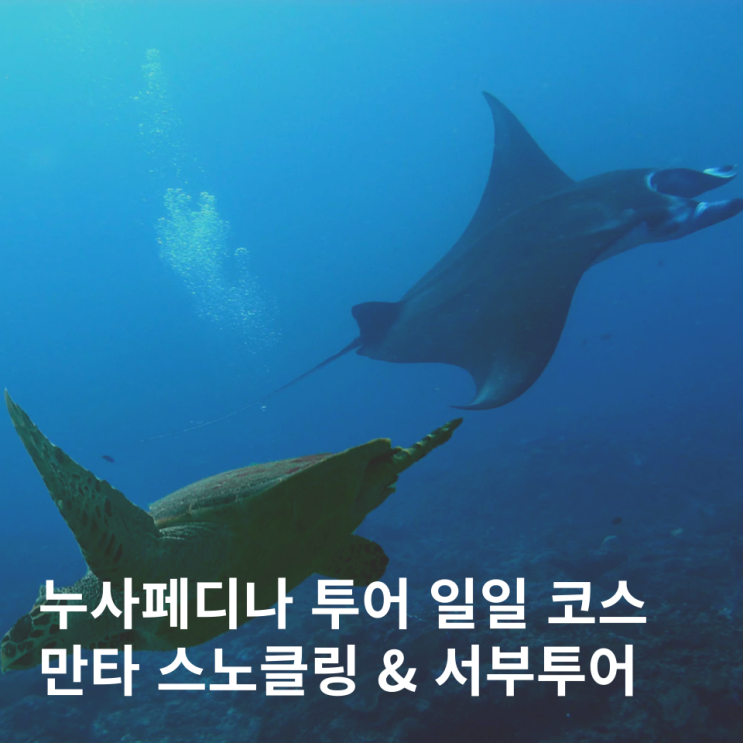  발리 누사페니다 스노쿨링 투어 코스 일일투어 후기 프로모션