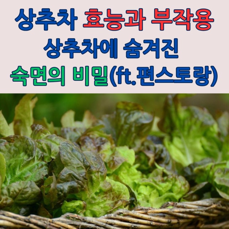  상추차의 효능과 부작용 (편스토랑 영웅재중 엄마)+구매처