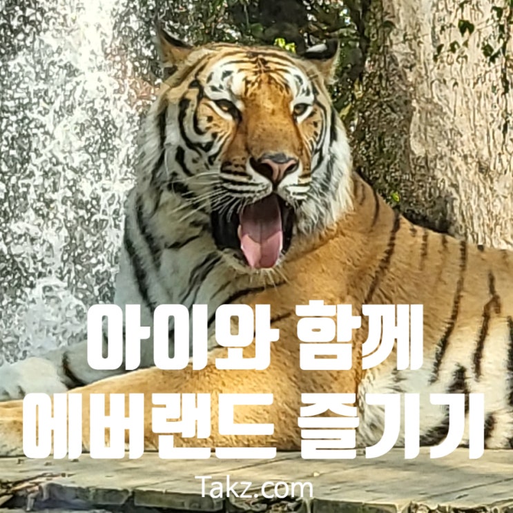  에버랜드 아이와 가기 좋은 코스 추천 꿀팁