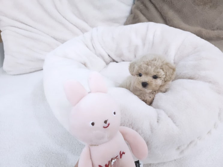 세종시 강아지분양 전문센터 애견샵 원독 /토이크림푸들 분양, 부모견 사이 외동으로 태어난 귀한 아가!