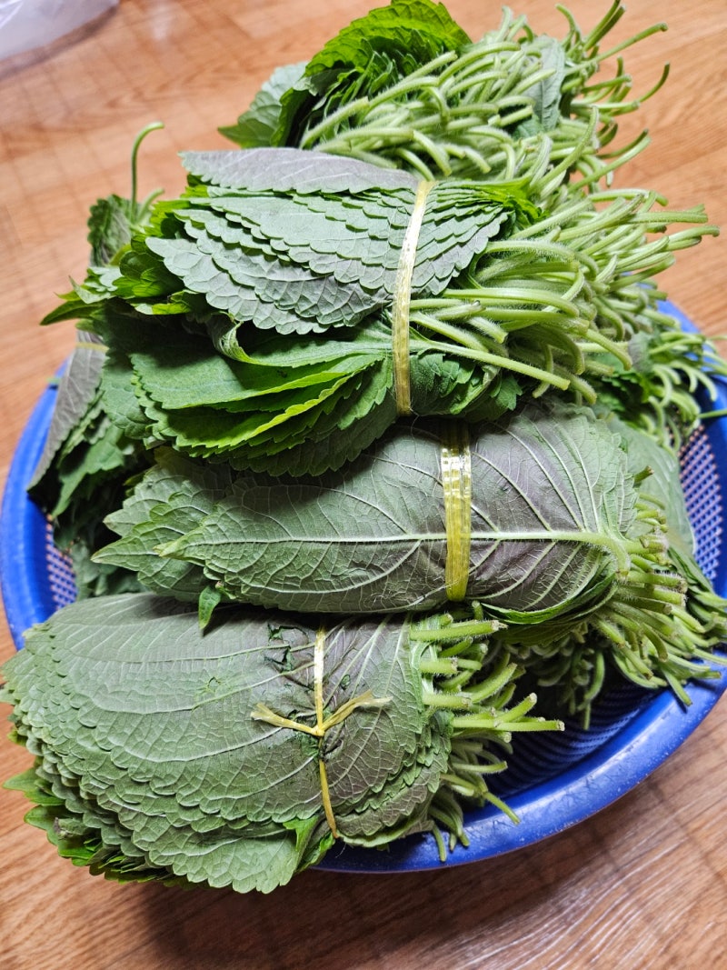 깻잎  소금물에  삭히기