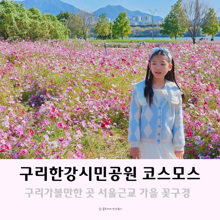 구리 가볼만한 곳 구리한강시민공원 코스모스 서울근교 가을 꽃구경 구리 가볼만한 곳 구리한강시민공원 코스모스 서울근교 가을 꽃구경