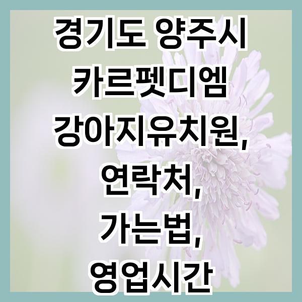 카르펫디엠 강아지유치원