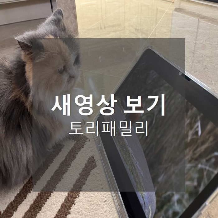  토리패밀리, 새영상보는 고양이