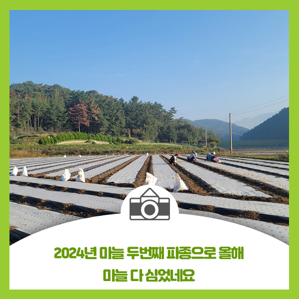  2024년 마늘 두번째 파종으로 올해 마늘 다 심었습니다