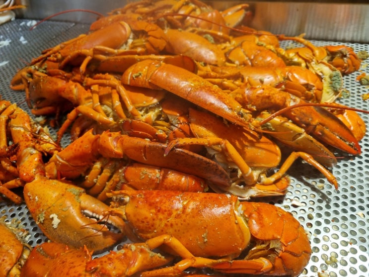 [서울 시청역 맛집] 웨스틴 조선 아리아 뷔페 평일 런치 후기