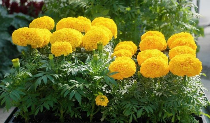  가을을 물들이는 황금빛 꽃 금잔화 (Marigold)