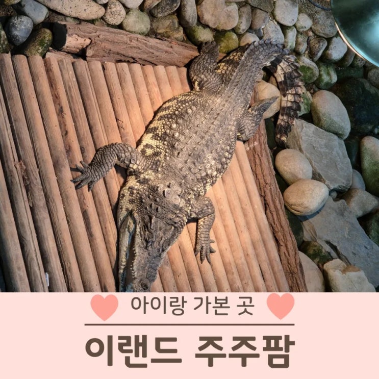  대구 주주팜 악어 있는 실내동물원 아이랑 가볼만한 곳