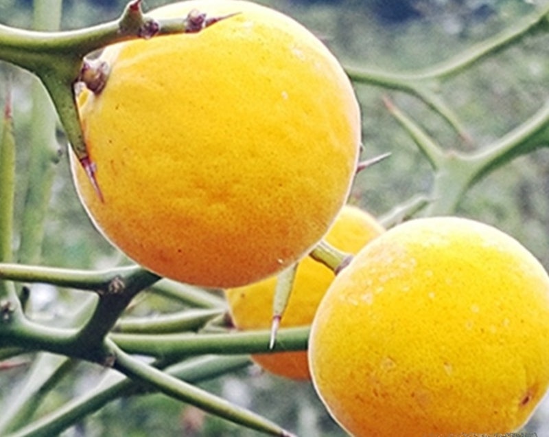 탱자효능 알아볼까요?