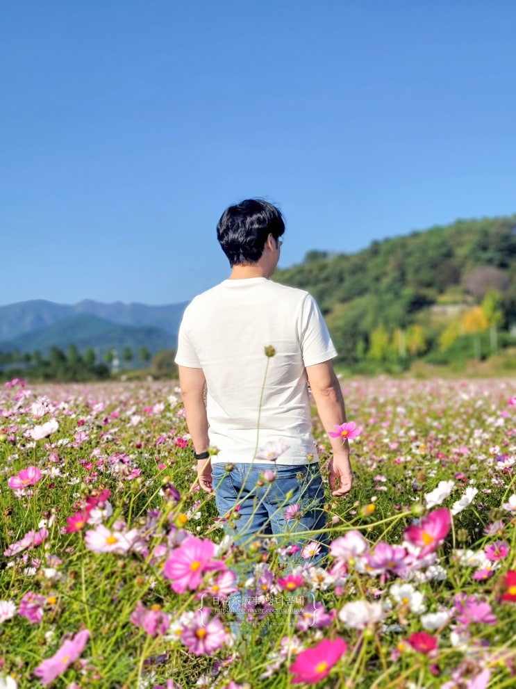  전남 담양 코스모스 정원 광주 근교 데이트코스 가볼만한곳