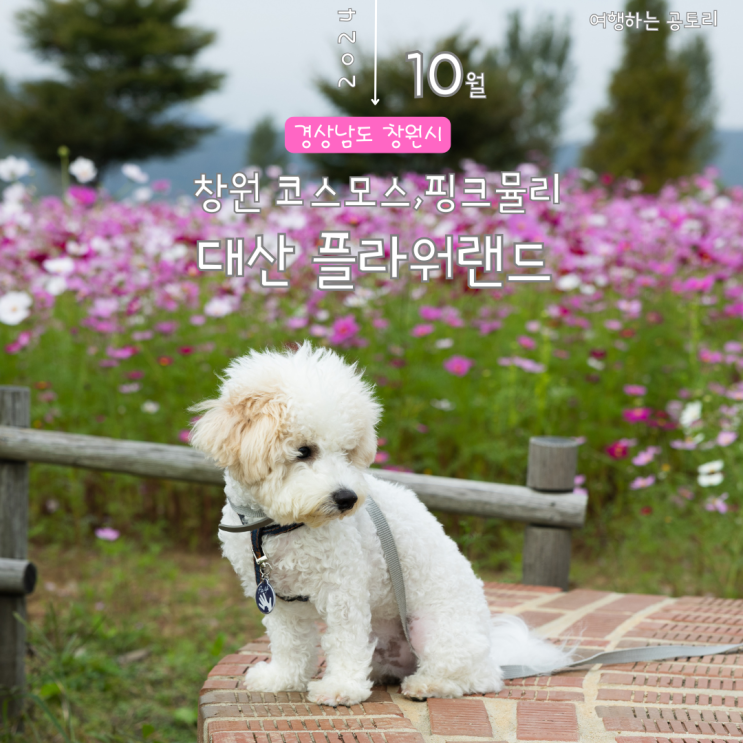  창원 대산플라워랜드 코스모스 핑크뮬리 애견동반 여행정보