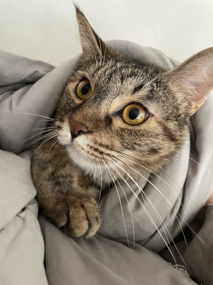  가을 색 고양이