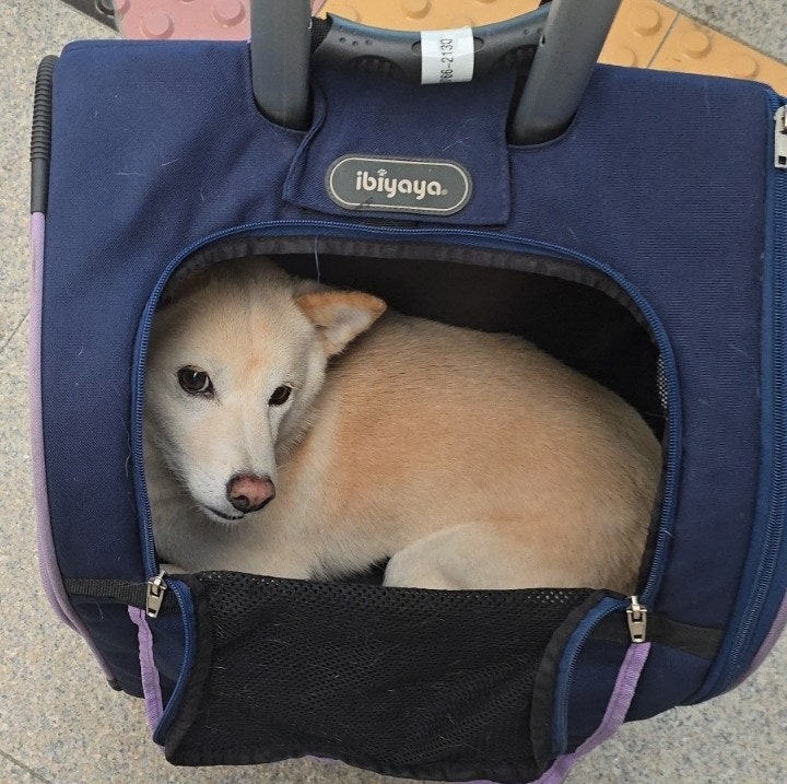  강아지 지하철 이용꿀팁 ㅡ 대중교통 반려견동반 이용 방법