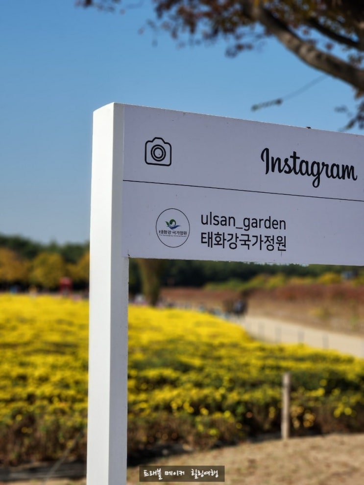  태화강국가정원 국화, 코스모스, 드론쇼, 가을축제 경남 여행지 추천