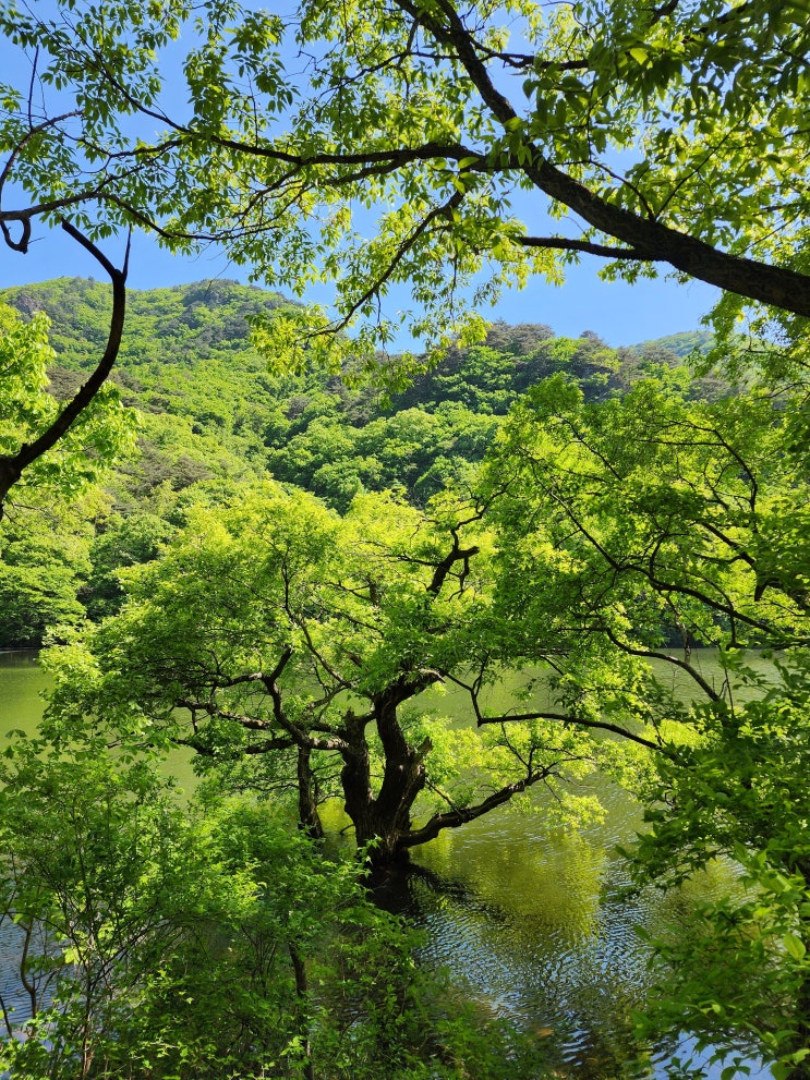  경북 청송 주산지 주차장에서 20분 걸으면 나오는 힐링스팟