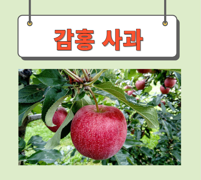  감홍사과 수확시기 특징 완벽정리