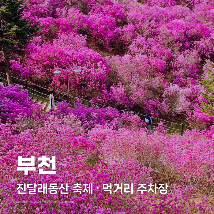  부천 원미산 진달래동산 축제 진달래 벚꽃 먹거리 주차장 정보 애견동반
